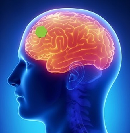 Symbolbild Hirnregion bei der Anwendung von rTMS