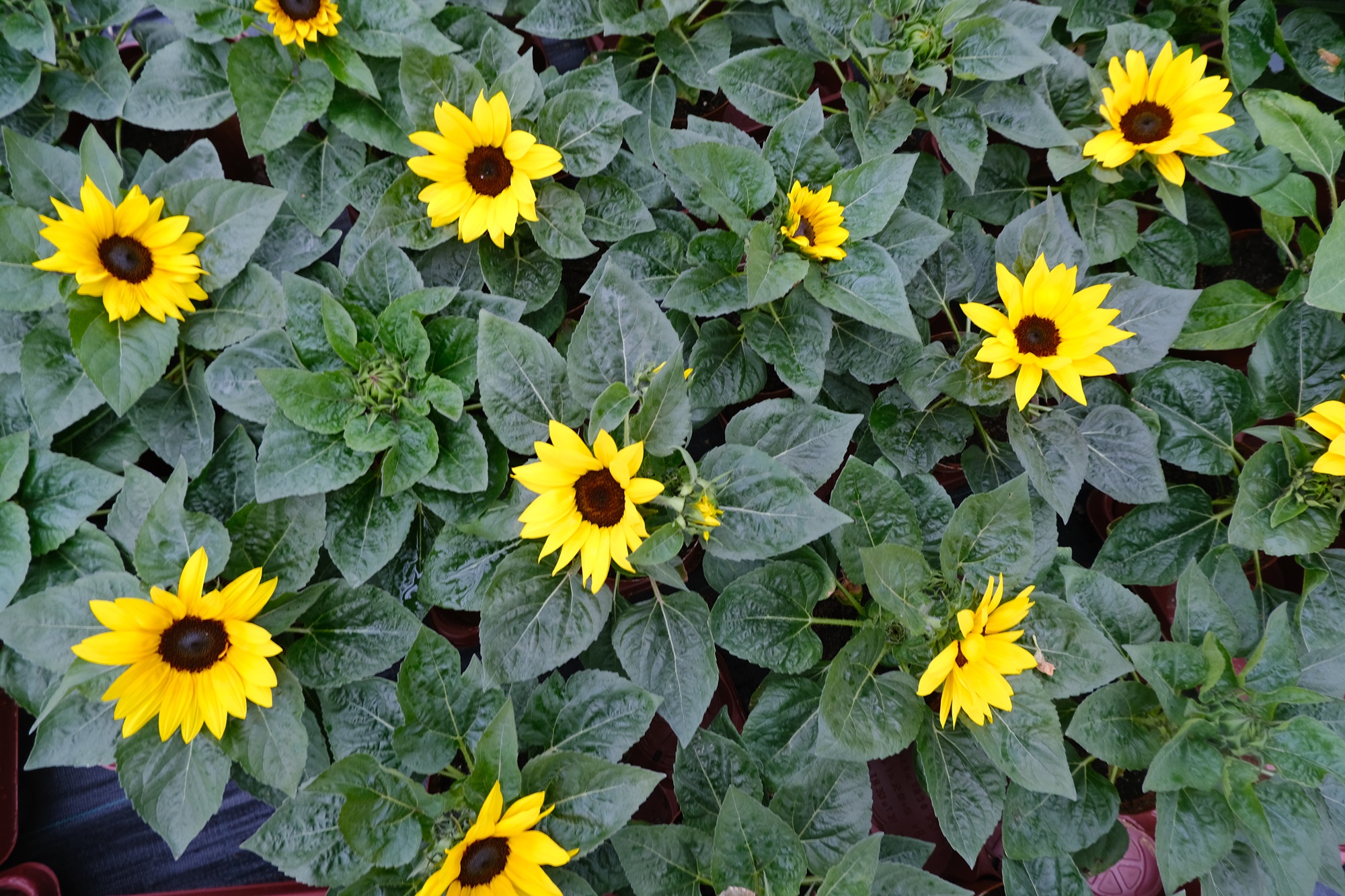 Blumen in der Gärtnerei